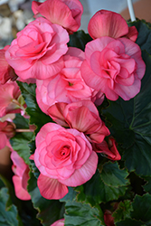 Solenia Dusty Rose Begonia (Begonia x hiemalis 'Solenia Dusty Rose') at Debbie's Greenhouse & Garden Centre