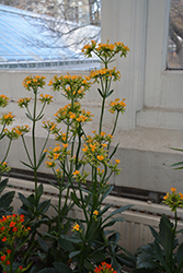 Kalanchoe (Kalanchoe blossfeldiana) at Debbie's Greenhouse & Garden Centre