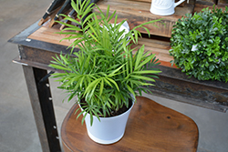Neanthe Bella Palm (Chamaedorea elegans) at Debbie's Greenhouse & Garden Centre