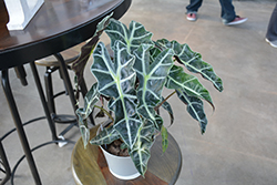 Polly Amazon Elephant's Ear (Alocasia amazonica 'Polly') at Debbie's Greenhouse & Garden Centre