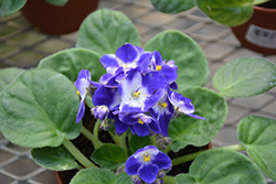 Monet African Violet (Saintpaulia 'Monet') at Debbie's Greenhouse & Garden Centre