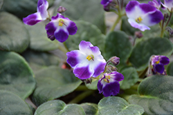 Little Axel African Violet (Saintpaulia 'Little Axel') at Debbie's Greenhouse & Garden Centre