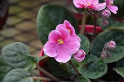 Hybrid Pink African Violet (Saintpaulia 'Hybrid Pink') at Debbie's Greenhouse & Garden Centre