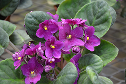 Hybrid Purple African Violet (Saintpaulia 'Hybrid Purple') at Debbie's Greenhouse & Garden Centre