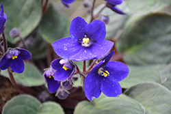 Hybrid Blue African Violet (Saintpaulia 'Hybrid Blue') at Debbie's Greenhouse & Garden Centre