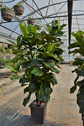 Fiddle Leaf Fig (Ficus lyrata) at Debbie's Greenhouse & Garden Centre
