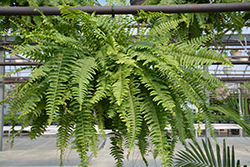 Boston Fern (Nephrolepis exaltata) at Debbie's Greenhouse & Garden Centre