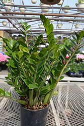 ZZ Plant (Zamioculcas zamiifolia) at Debbie's Greenhouse & Garden Centre