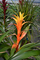 Sunnytime Guzmania Bromeliad (Guzmania 'Sunnytime') at Debbie's Greenhouse & Garden Centre