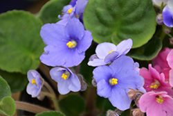 Rob's Twinkle Blue African Violet (Saintpaulia 'Rob's Twinkle Blue') at Debbie's Greenhouse & Garden Centre