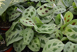Prayer Plant (Maranta leuconeura) at Debbie's Greenhouse & Garden Centre