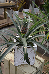 Pineapple (Ananas comosus) at Debbie's Greenhouse & Garden Centre