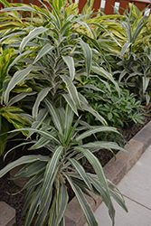 Warneckii Dracaena (Dracaena fragrans 'Warneckii') at Debbie's Greenhouse & Garden Centre