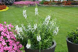 Angelface Super White Angelonia (Angelonia angustifolia 'Angelface Super White') at Debbie's Greenhouse & Garden Centre