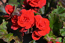 Solenia Red Orange Begonia (Begonia x hiemalis 'Solenia Red Orange') at Debbie's Greenhouse & Garden Centre