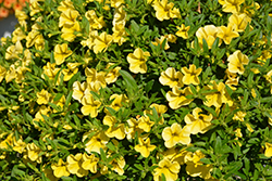 MiniFamous Neo Deep Yellow Calibrachoa (Calibrachoa 'MiniFamous Neo Deep Yellow') at Debbie's Greenhouse & Garden Centre