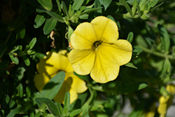 MiniFamous Neo Deep Yellow Calibrachoa (Calibrachoa 'MiniFamous Neo Deep Yellow') at Debbie's Greenhouse & Garden Centre