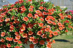 Cabaret Orange Calibrachoa (Calibrachoa 'Balcaborim') at Debbie's Greenhouse & Garden Centre