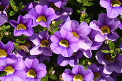 Cabaret Sky Blue Calibrachoa (Calibrachoa 'Balcabsklu') at Debbie's Greenhouse & Garden Centre