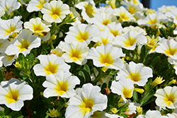 MiniFamous Neo White + Yellow Eye Calibrachoa (Calibrachoa 'KLECA16314') at Debbie's Greenhouse & Garden Centre