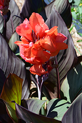 Cannova Orange Chocolate Canna (Canna 'Cannova Orange Chocolate') at Debbie's Greenhouse & Garden Centre