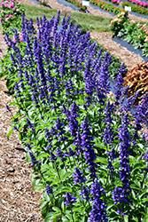 Mystic Spires Sage (Salvia 'Mystic Spires') at Debbie's Greenhouse & Garden Centre