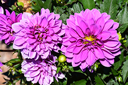Dahlinova Hypnotica Lavender Dahlia (Dahlia 'Hypnotica Lavender') at Debbie's Greenhouse & Garden Centre