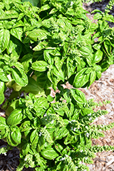SimplyHerbs Try Basil (Ocimum basilicum 'Try Basil') at Debbie's Greenhouse & Garden Centre