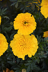 Bonanza Yellow Marigold (Tagetes patula 'Bonanza Yellow') at Debbie's Greenhouse & Garden Centre