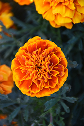 Bonanza Flame Marigold (Tagetes patula 'Bonanza Flame') at Debbie's Greenhouse & Garden Centre