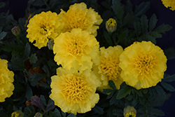 Hot Pak Yellow Marigold (Tagetes patula 'PAS1077396') at Debbie's Greenhouse & Garden Centre