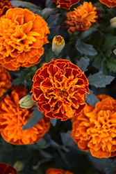 Hot Pak Harmony Marigold (Tagetes patula 'PAS1077387') at Debbie's Greenhouse & Garden Centre