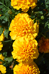 Hot Pak Gold Marigold (Tagetes patula 'PAS1077384') at Debbie's Greenhouse & Garden Centre