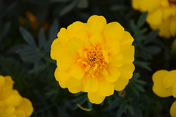 Durango Yellow Marigold (Tagetes patula 'Durango Yellow') at Debbie's Greenhouse & Garden Centre