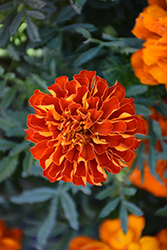 Durango Red Marigold (Tagetes patula 'Durango Red') at Debbie's Greenhouse & Garden Centre