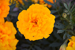 Durango Gold Marigold (Tagetes patula 'Durango Gold') at Debbie's Greenhouse & Garden Centre