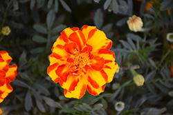 Durango Bolero Marigold (Tagetes patula 'Durango Bolero') at Debbie's Greenhouse & Garden Centre