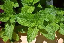 Mojito Mint (Mentha x villosa 'Mojito') at Debbie's Greenhouse & Garden Centre