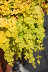 Goldilocks Creeping Jenny (Lysimachia nummularia 'Goldilocks') at Debbie's Greenhouse & Garden Centre
