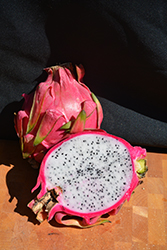 Dragon Fruit (Hylocereus undatus) at Debbie's Greenhouse & Garden Centre