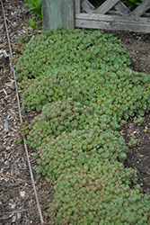 Lime Zinger Stonecrop (Sedum 'Lime Zinger') at Debbie's Greenhouse & Garden Centre