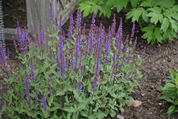 Caradonna Sage (Salvia nemorosa 'Caradonna') at Debbie's Greenhouse & Garden Centre