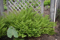 Lady in Red Fern (Athyrium filix-femina 'Lady in Red') at Debbie's Greenhouse & Garden Centre