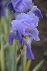 Silver-variegated Sweet Iris (Iris pallida 'Argentea Variegata') at Debbie's Greenhouse & Garden Centre