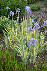 Silver-variegated Sweet Iris (Iris pallida 'Argentea Variegata') at Debbie's Greenhouse & Garden Centre