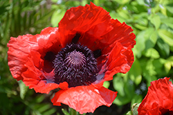 Beauty of Livermere Poppy (Papaver orientale 'Beauty of Livermere') at Debbie's Greenhouse & Garden Centre