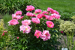 Paula Fay Peony (Paeonia 'Paula Fay') at Debbie's Greenhouse & Garden Centre
