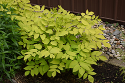 Sun King Japanese Spikenard (Aralia cordata 'Sun King') at Debbie's Greenhouse & Garden Centre