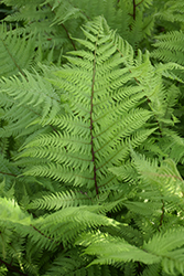 Lady in Red Fern (Athyrium filix-femina 'Lady in Red') at Debbie's Greenhouse & Garden Centre