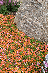 Fire Spinner Ice Plant (Delosperma 'Fire Spinner') at Debbie's Greenhouse & Garden Centre